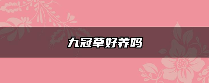九冠草好养吗