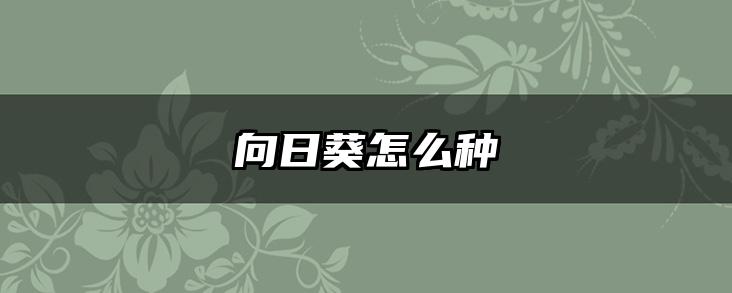 向日葵怎么种