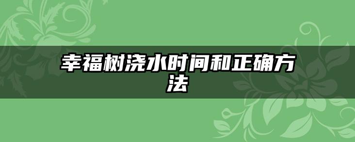 幸福树浇水时间和正确方法