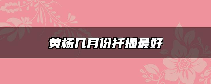 黄杨几月份扦插最好
