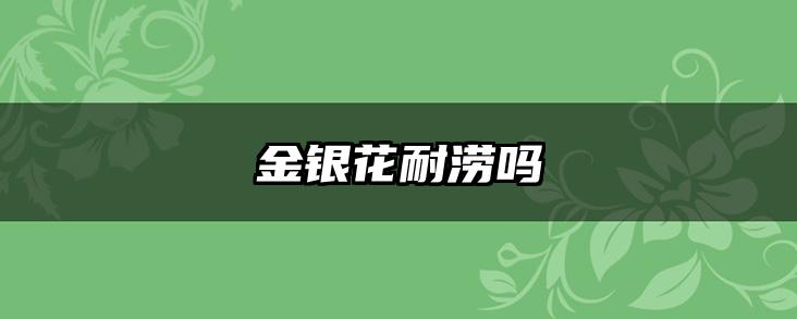 金银花耐涝吗