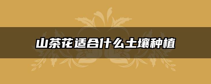 山茶花适合什么土壤种植