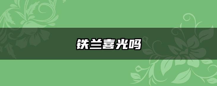 铁兰喜光吗