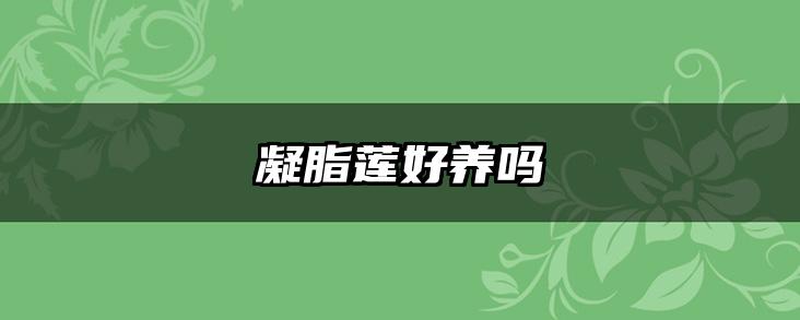凝脂莲好养吗