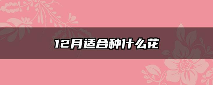 12月适合种什么花