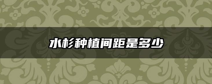 水杉种植间距是多少