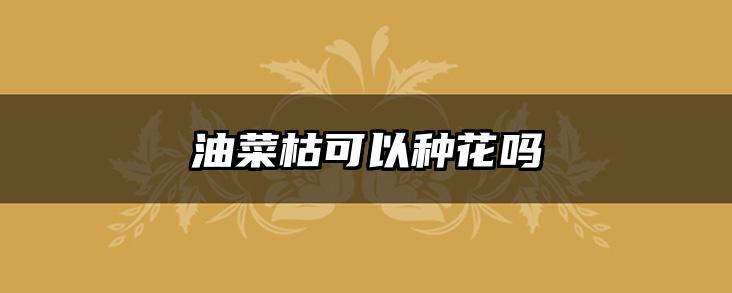 油菜枯可以种花吗