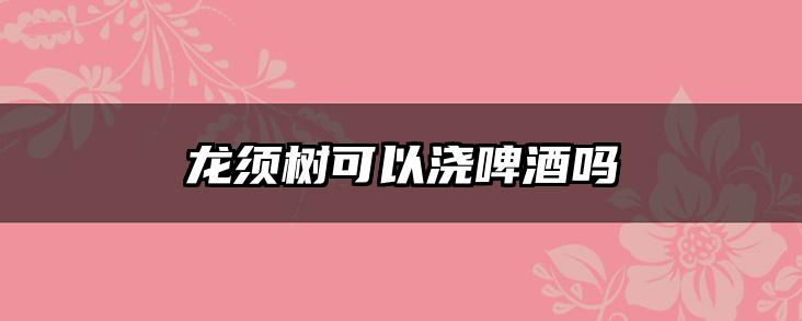 龙须树可以浇啤酒吗