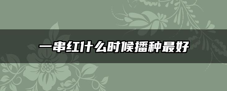 一串红什么时候播种最好