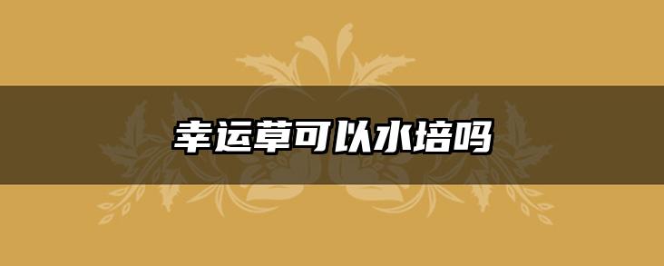幸运草可以水培吗