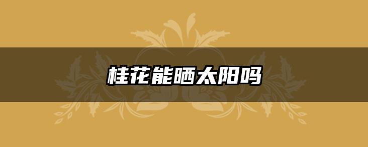 桂花能晒太阳吗
