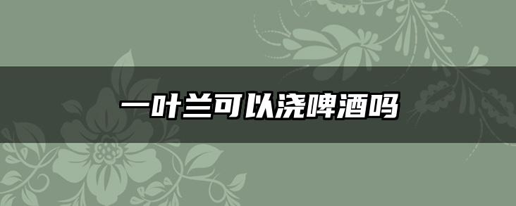 一叶兰可以浇啤酒吗
