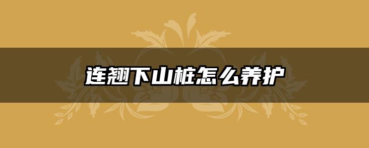 连翘下山桩怎么养护