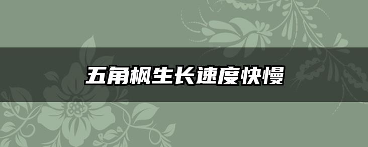 五角枫生长速度快慢