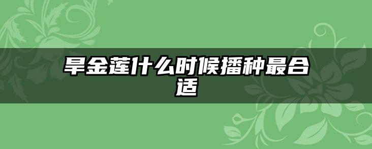 旱金莲什么时候播种最合适
