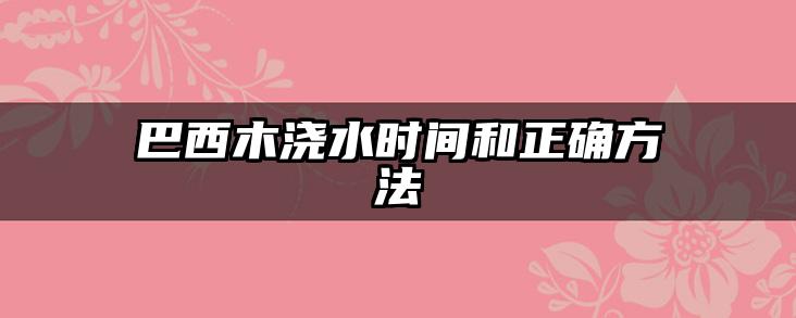 巴西木浇水时间和正确方法