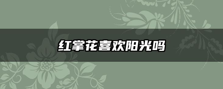 红掌花喜欢阳光吗