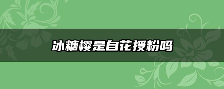 冰糖樱是自花授粉吗