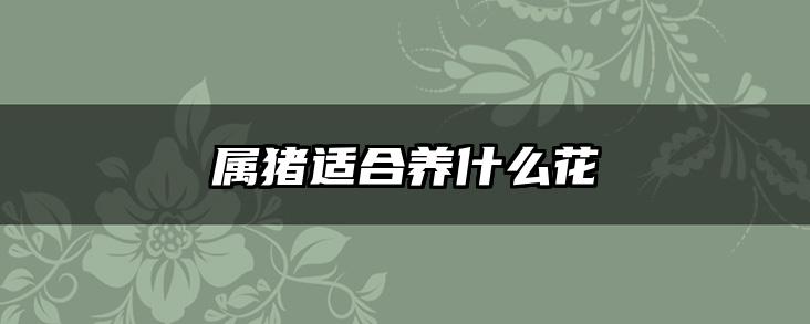 属猪适合养什么花