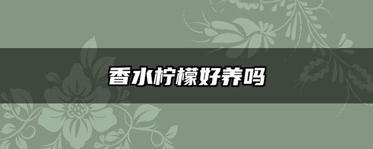 香水柠檬好养吗