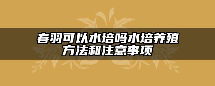 春羽可以水培吗水培养殖方法和注意事项