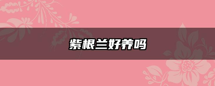 紫根兰好养吗