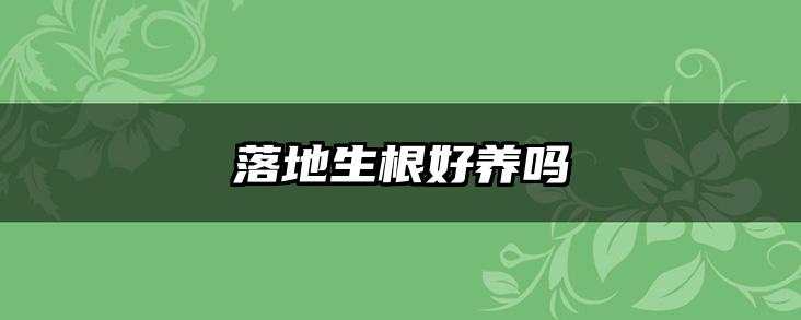落地生根好养吗