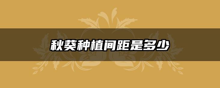 秋葵种植间距是多少