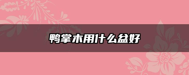 鸭掌木用什么盆好