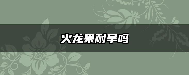 火龙果耐旱吗