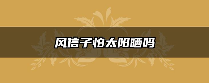 风信子怕太阳晒吗