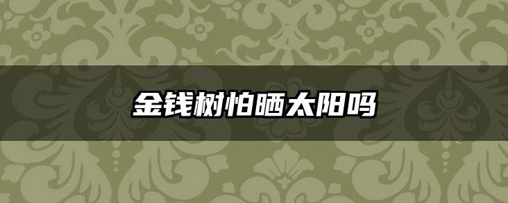 金钱树怕晒太阳吗