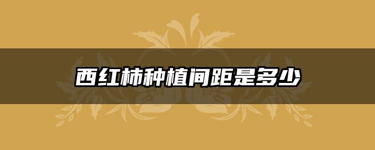 西红柿种植间距是多少