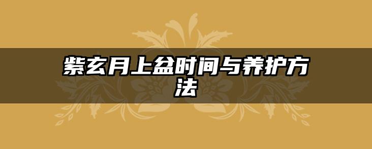 紫玄月上盆时间与养护方法