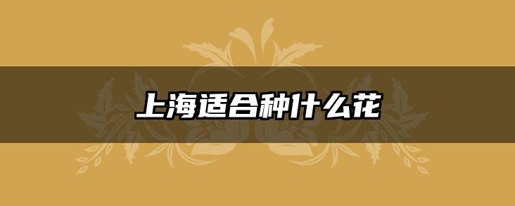 上海适合种什么花