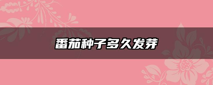 番茄种子多久发芽