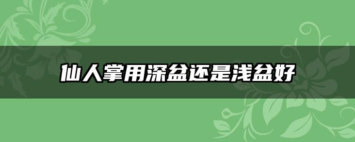 仙人掌用深盆还是浅盆好