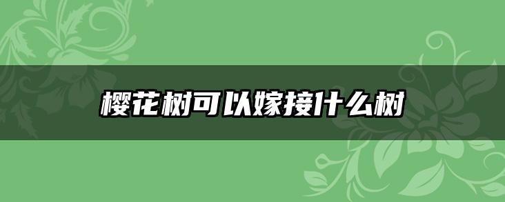 樱花树可以嫁接什么树