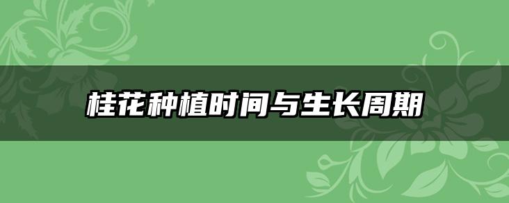 桂花种植时间与生长周期