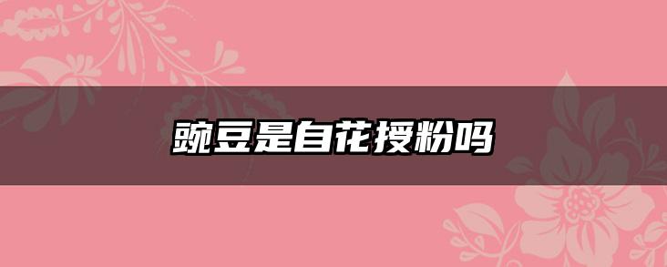 豌豆是自花授粉吗