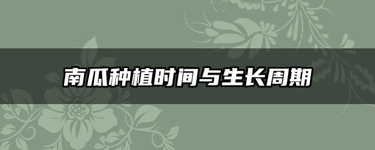 南瓜种植时间与生长周期