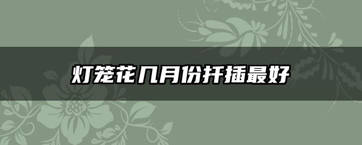 灯笼花几月份扦插最好