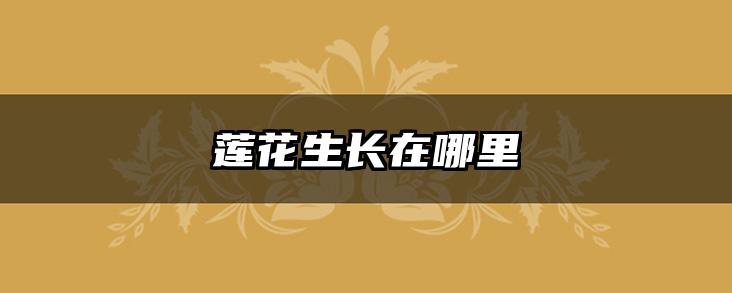莲花生长在哪里