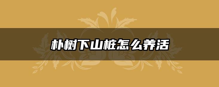 朴树下山桩怎么养活