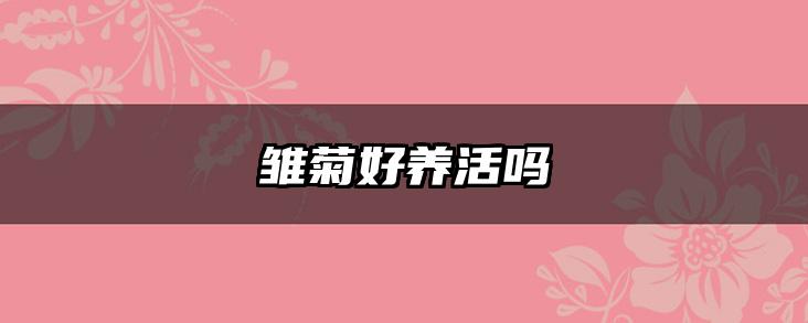 雏菊好养活吗