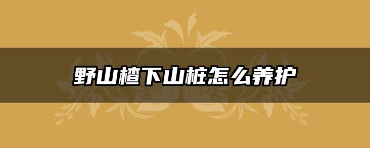 野山楂下山桩怎么养护