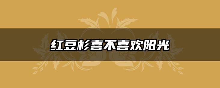 红豆杉喜不喜欢阳光