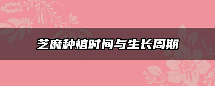 芝麻种植时间与生长周期