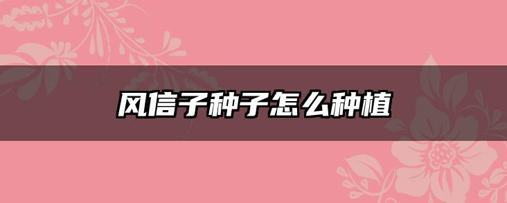 风信子种子怎么种植