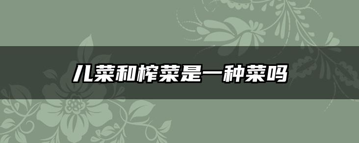 儿菜和榨菜是一种菜吗